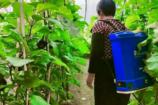 茄子根腐病怎么防治，发病初期可喷施多菌灵等药物