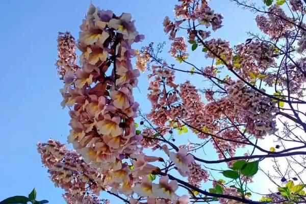 郑州梧桐的花语，象征着美好、忠贞的爱情