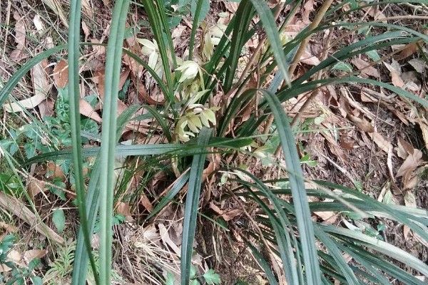 野生兰花长在哪些地方，生长在深山老林中