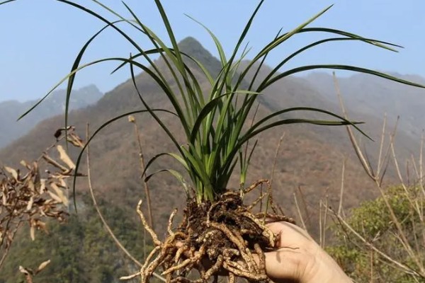 野生兰花长在哪些地方，生长在深山老林中