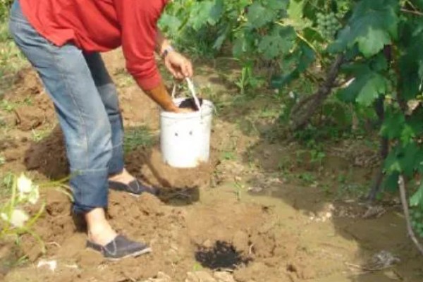 蓝宝石葡萄的种植技术，种植前要先将果园内的杂草去除