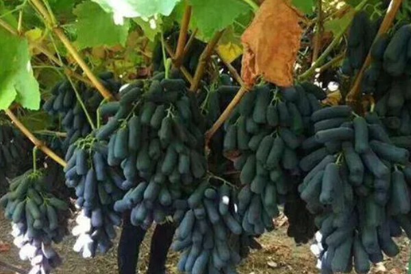 蓝宝石葡萄的种植技术，种植前要先将果园内的杂草去除