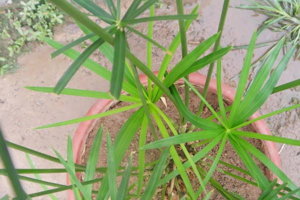 风车草叶子发黄的原因，可能是光照强烈所致