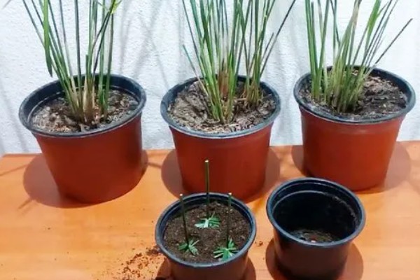 风车草叶子发黄的原因，可能是光照强烈所致