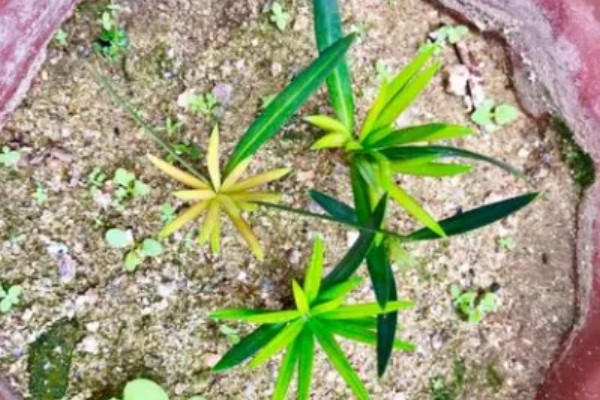 风车草叶子发黄的原因，可能是光照强烈所致
