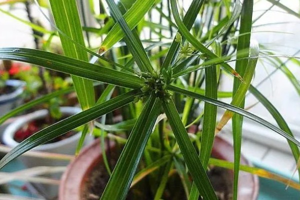 风车草叶子发黄的原因，可能是光照强烈所致