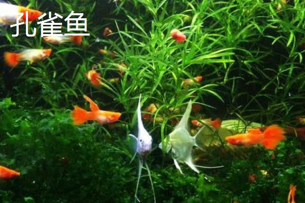 观赏虾能和哪些鱼养在一起，适合与孔雀鱼、红绿灯鱼等品种混养