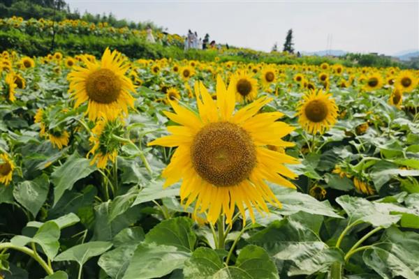 葵花有什么花语，代表爱慕、勇敢等含义