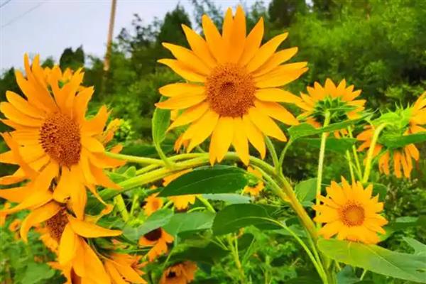 葵花有什么花语，代表爱慕、勇敢等含义