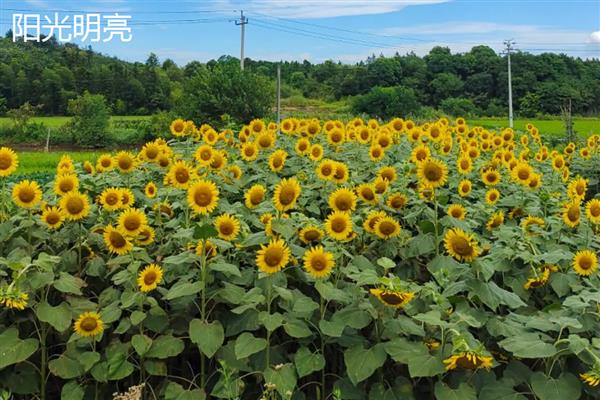 葵花有什么花语，代表爱慕、勇敢等含义