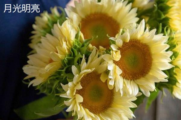 葵花有什么花语，代表爱慕、勇敢等含义