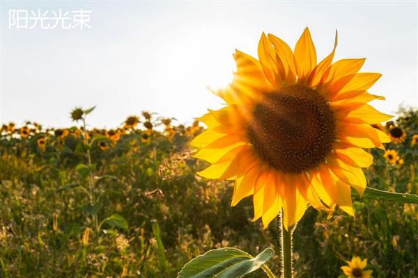 葵花有什么花语，代表爱慕、勇敢等含义