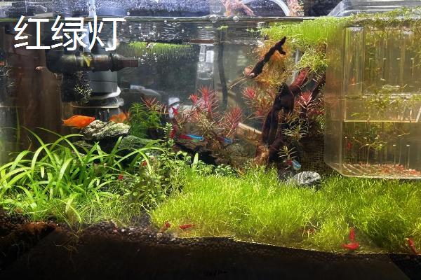 观赏虾能和哪些鱼养在一起，适合与孔雀鱼、红绿灯鱼等品种混养