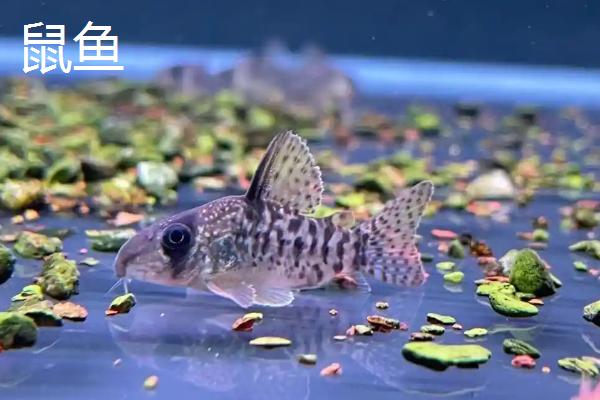 观赏虾能和哪些鱼养在一起，适合与孔雀鱼、红绿灯鱼等品种混养
