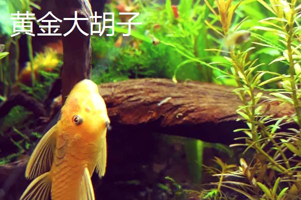 观赏虾能和哪些鱼养在一起，适合与孔雀鱼、红绿灯鱼等品种混养