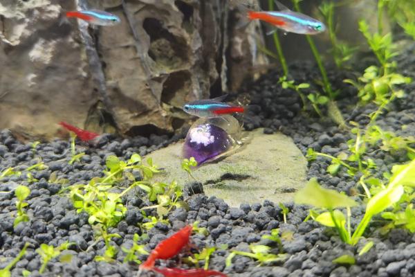 观赏虾能和哪些鱼养在一起，适合与孔雀鱼、红绿灯鱼等品种混养