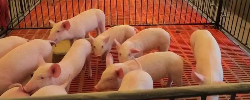 猪体温能用红外线体温计吗，可以用红外线体温计
