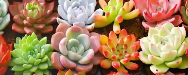 在家养殖多肉植物的方法，让土壤保持微湿不可出现积水