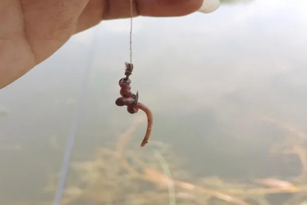 冬天能不能钓鲢鳙，适合在上午10点至下午5点作钓