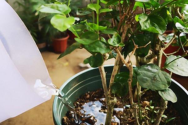 养殖茉莉花的方法，春秋季节每隔2-3天浇一次水