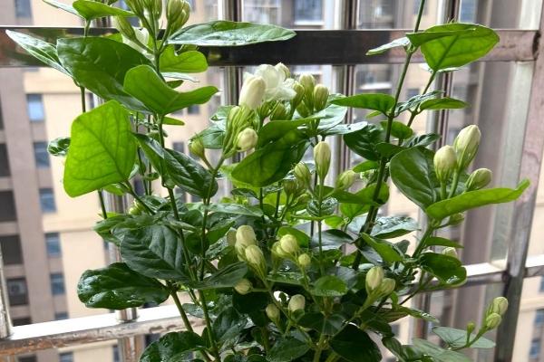 养殖茉莉花的方法，春秋季节每隔2-3天浇一次水
