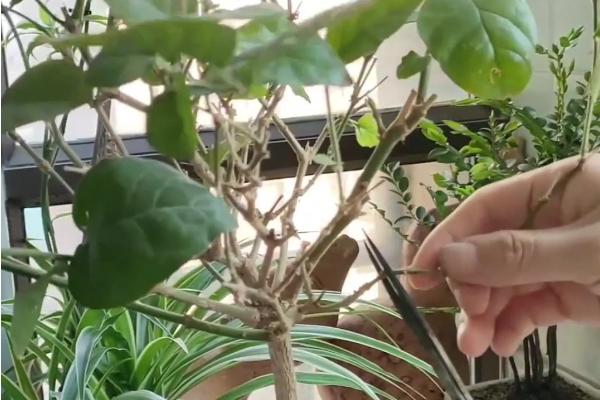 养殖茉莉花的方法，春秋季节每隔2-3天浇一次水