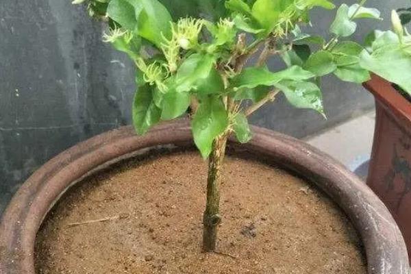 养殖茉莉花的方法，春秋季节每隔2-3天浇一次水