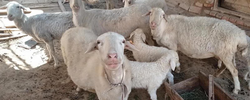 公羊不爬羊怎么解决，减少配种次数不能让它频繁交配