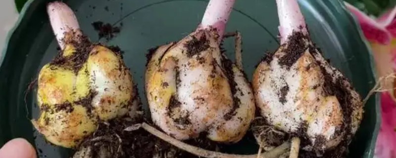 什么时候种植百合的种球，早春栽培发芽率最高