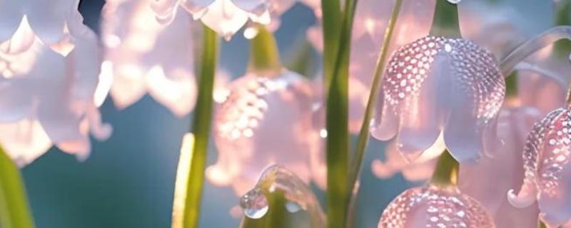 水晶花有什么花语,不同颜色代表的含义有区别