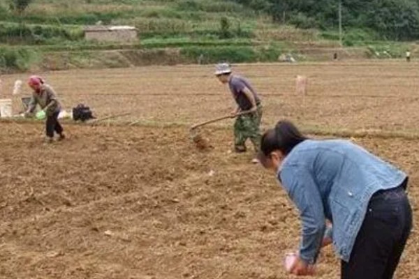 三七如何种植，苗期需定期进行除草