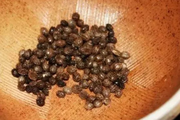 三七如何种植，苗期需定期进行除草