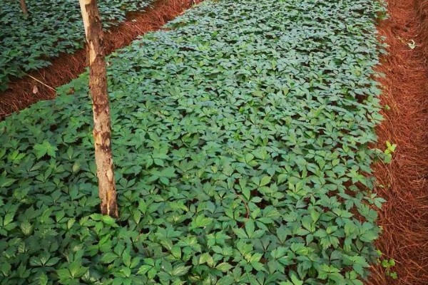 三七如何种植，苗期需定期进行除草