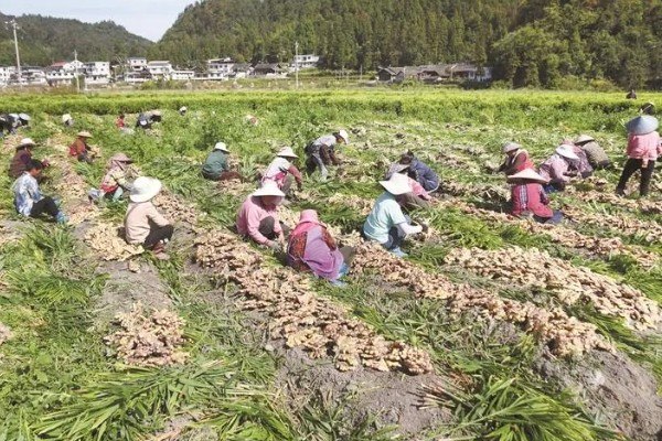 三七如何种植，苗期需定期进行除草