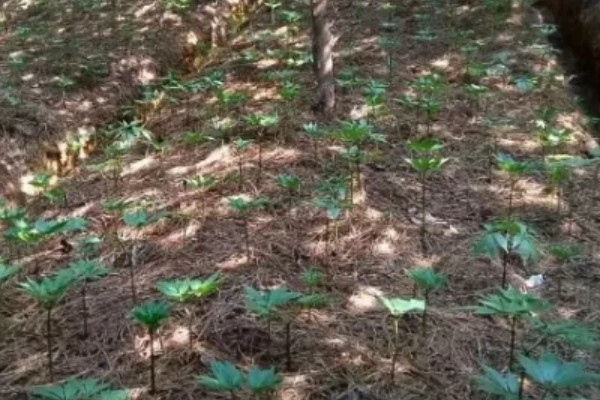 三七如何种植，苗期需定期进行除草