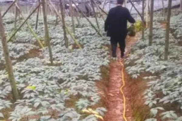 三七如何种植，苗期需定期进行除草