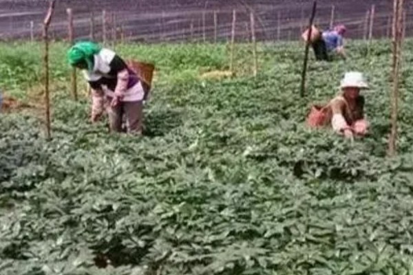 三七如何种植，苗期需定期进行除草