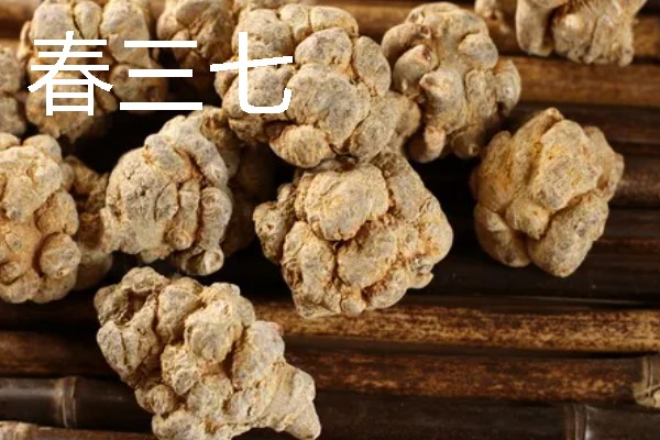 三七如何种植，苗期需定期进行除草