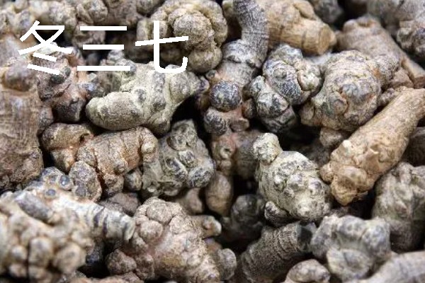 三七如何种植，苗期需定期进行除草