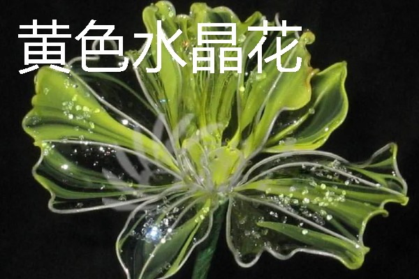 水晶花有什么花语，不同颜色代表的含义有区别