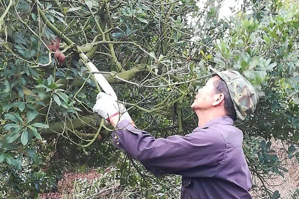 杨梅树如何修剪，建议在冬季进行