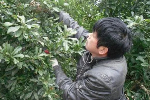 杨梅树如何修剪，建议在冬季进行