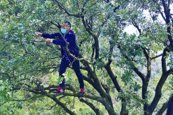 杨梅树如何修剪，建议在冬季进行