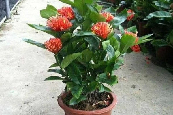 龙船花冬季掉叶怎么办，要保持足够的阳光照射