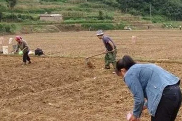 龙船花冬季掉叶怎么办，要保持足够的阳光照射