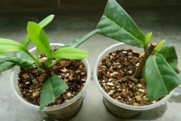 龙船花冬季掉叶怎么办，要保持足够的阳光照射