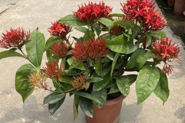 龙船花冬季掉叶怎么办，要保持足够的阳光照射