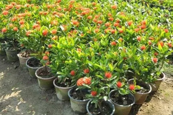 龙船花冬季掉叶怎么办，要保持足够的阳光照射
