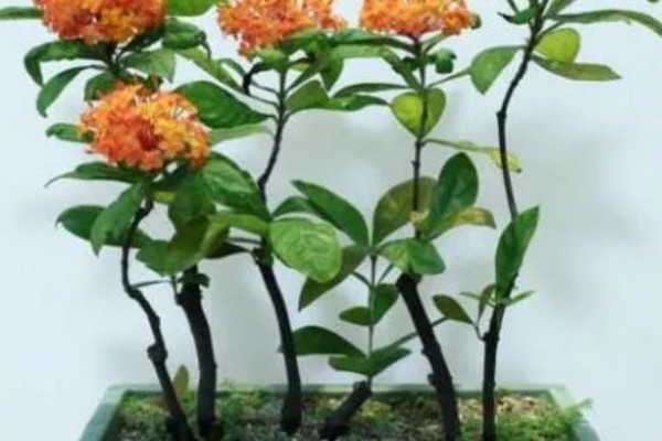 龙船花冬季掉叶怎么办，要保持足够的阳光照射