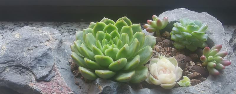 多肉植物的养护方式，提供充足的光照可增加观赏性